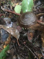 Entoloma conferendum