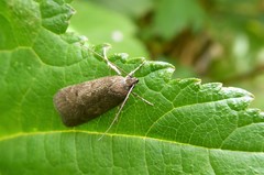 Phaeosaces apocrypta