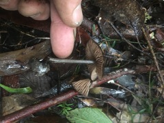 Entoloma conferendum