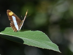Adelpha iphicleola