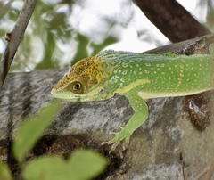 Anolis smallwoodi