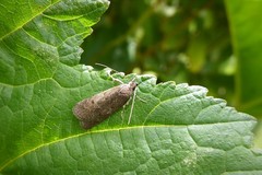 Phaeosaces apocrypta