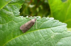 Phaeosaces apocrypta