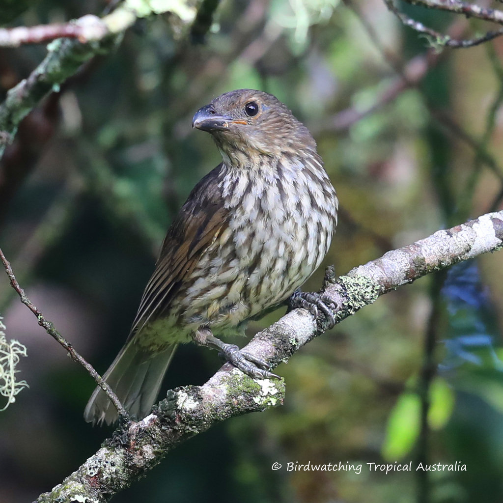 Tooth-billed Bowerbird photo