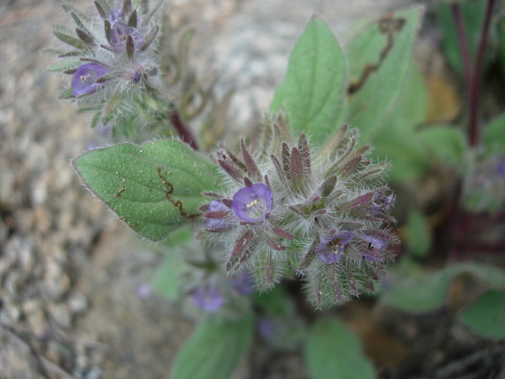 Phacelia novenmillensis