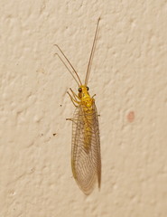 Calochrysa extranea