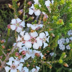 Leptospermum epacridoideum