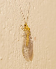Calochrysa extranea