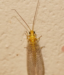 Calochrysa extranea