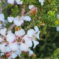 Leptospermum epacridoideum