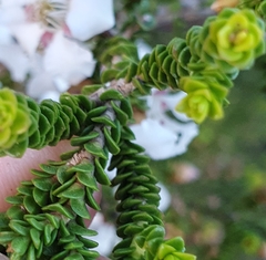 Leptospermum epacridoideum