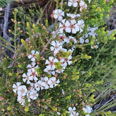 Leptospermum epacridoideum