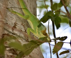 Anolis smallwoodi