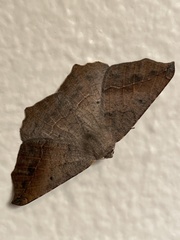 Prochoerodes forficaria