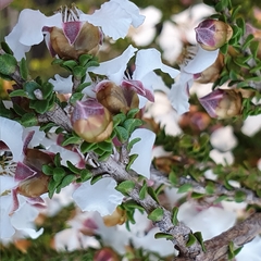 Leptospermum epacridoideum