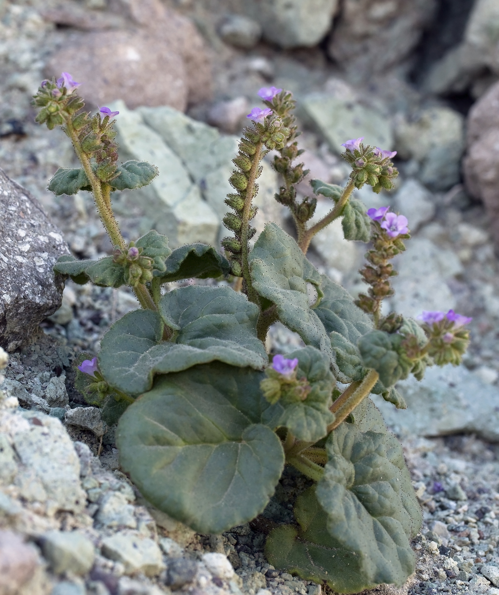 Phacelia pachyphylla