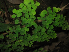 Adiantum raddianum