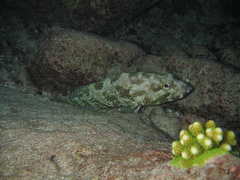 Epinephelus merra
