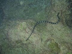 Laticauda schistorhyncha