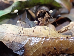Marasmius crinis-equi