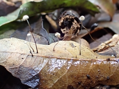 Marasmius crinis-equi