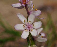 Wurmbea latifolia