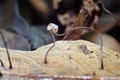 Marasmius crinis-equi