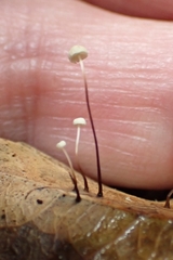 Marasmius crinis-equi
