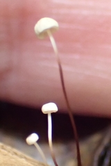 Marasmius crinis-equi