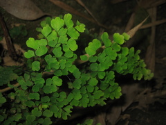 Adiantum raddianum