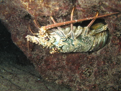 Panulirus penicillatus