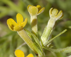 Lithospermum strictum