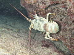 Panulirus penicillatus