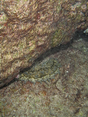Stichopus horrens
