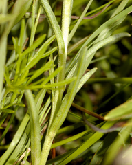 Lithospermum strictum