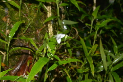 Aneilema neocaledonicum