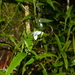 Aneilema neocaledonicum - Photo (c) Pierre-Louis Stenger,  זכויות יוצרים חלקיות (CC BY-NC), הועלה על ידי Pierre-Louis Stenger