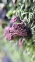 Stemonitis
