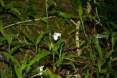 Aneilema neocaledonicum