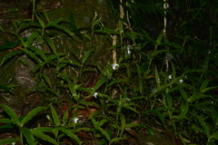 Aneilema neocaledonicum