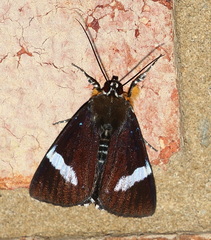 Argyrolepidia aequalis
