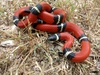 West Mexican Milksnake - Photo (c) David Jacobo, some rights reserved (CC BY-NC), uploaded by David Jacobo