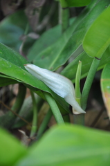 Philodendron granulare