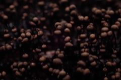 Cribraria cancellata