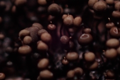 Cribraria cancellata