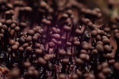 Cribraria cancellata