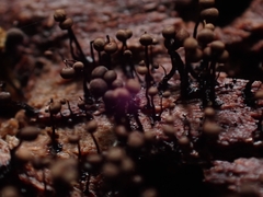 Cribraria cancellata