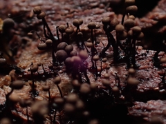 Cribraria cancellata