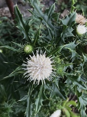 Cirsium brevicaule