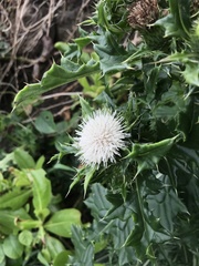 Cirsium brevicaule